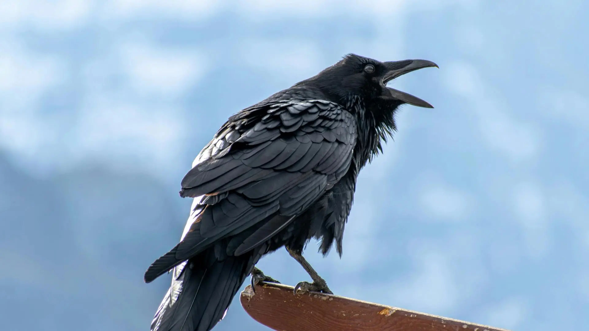 Ravencoin, a blockchain built from Bitcoin’s code, could roll back four days of transactions