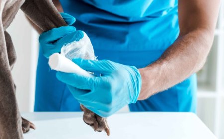 Why Your Pet Deserves the Best: A Guide to Finding the Right Veterinary Hospital