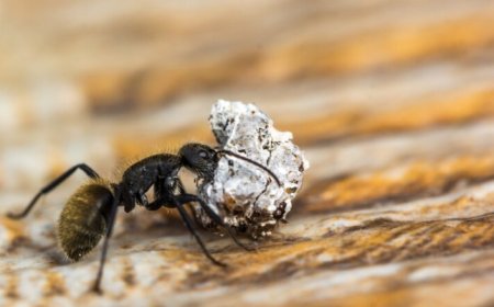Effective Ant Control Services in Melbourne for Long-Term Pest Prevention