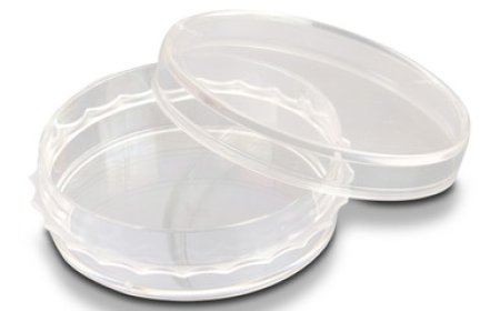 Understanding Surface Coatings in Culture Dish Coverslip Inserts