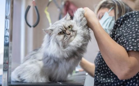 Why Choosing the Right Pet Salon in San Diego Matters for Your Furry Friend’s Health and Happiness