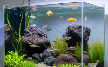 Fish Tank Setup Help: Your Step-by-Step Guide to a Thriving Aquarium