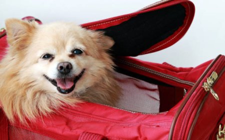 Choosing the Right Dog Travel Suitcase for Stress-Free Adventures