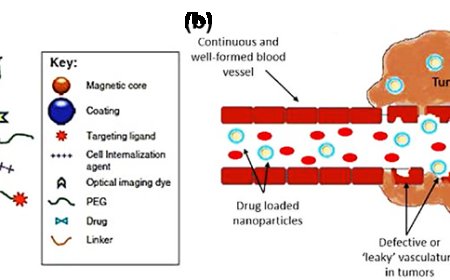 Bio-Targeted Small Molecules Conjugated Magnetic Nanoparticles for Targeted Cancer Therapy