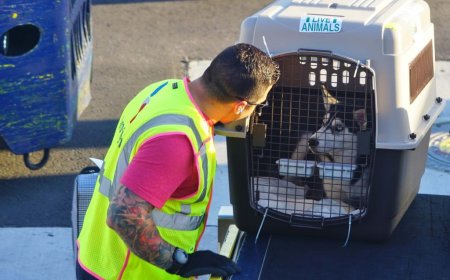 Is Professional Pet Transport Worth It for International Moves?