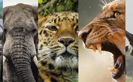 What are the Big 5 Animals of African Safaris?