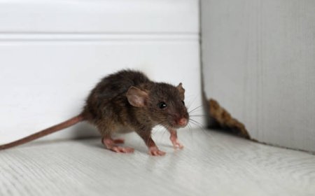 Melbourne’s Go-To Rodent Control Services for Lasting Results