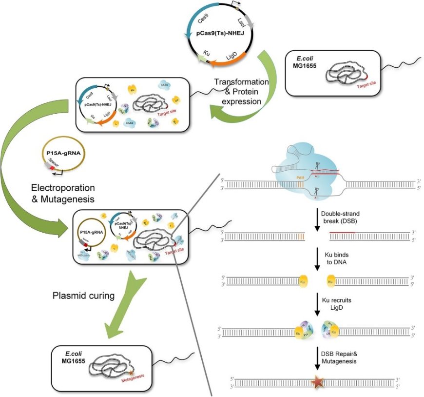 Advanced Microbial Genome Editing Services to Accelerate Bio-research