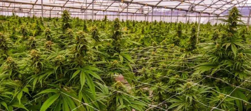 Why Trellising Is Essential for Outdoor Cannabis Grows