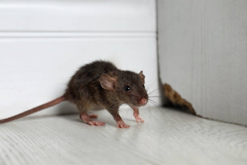Melbourne’s Go-To Rodent Control Services for Lasting Results